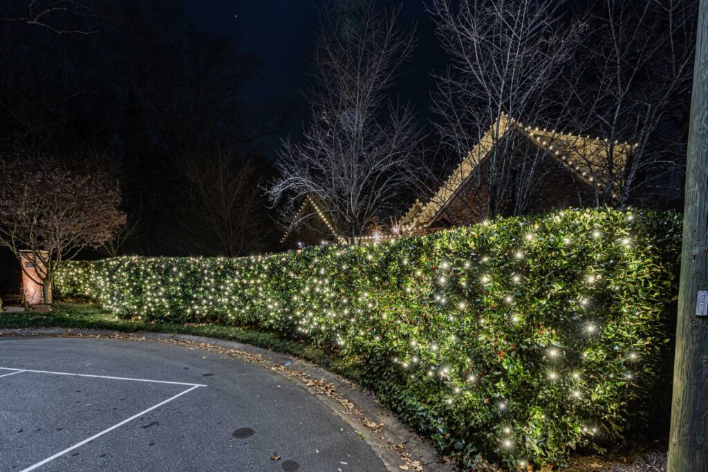 Landscape bushes wrapped in Christmas lights